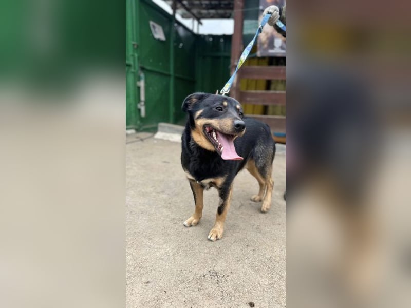 Brutus - kastrierter Mischlingsrüde