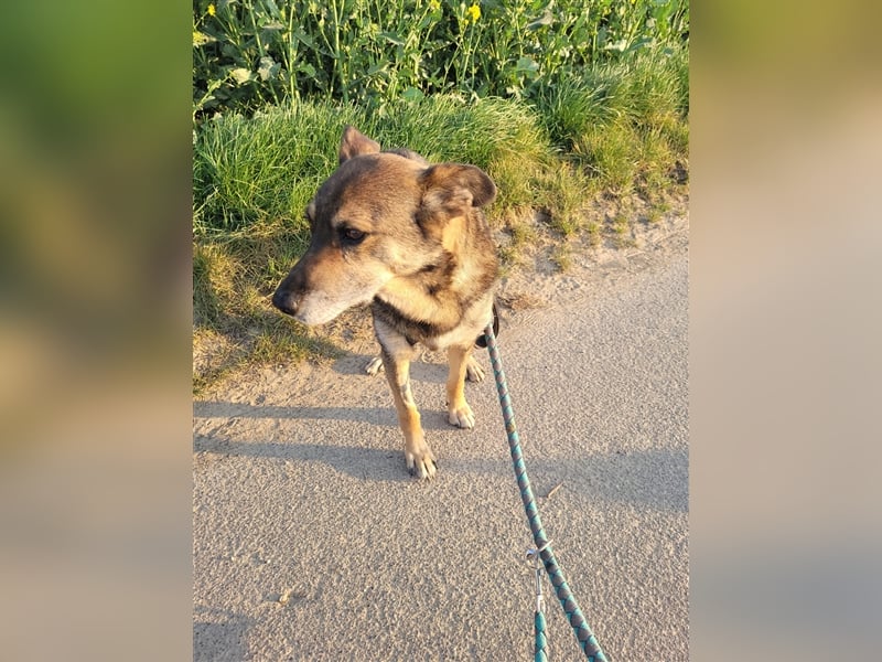 Netter Fundhund Palóc, auf einer Pflegestelle in Deutchland ,möchte eine Familie finden