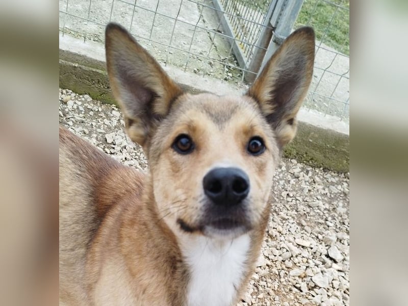 Füles ein ganz bezaubernder kluger und fröhlicher Hundejunge !