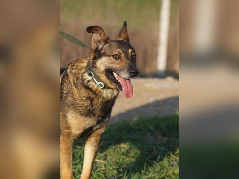Netter Fundhund Palóc, auf einer Pflegestelle in Deutchland ,möchte eine Familie finden