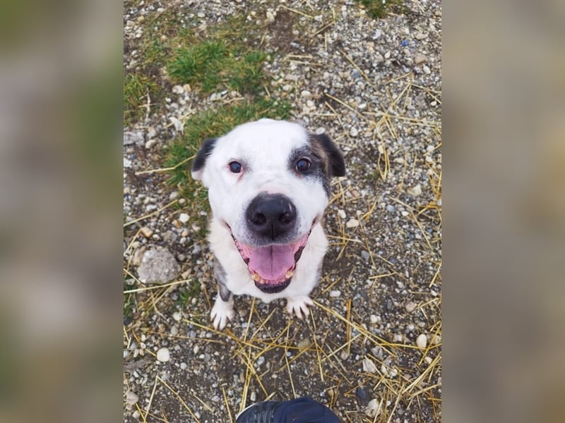 Big Buci, ein friedfertiger, gechillter großer Hund auf der Suche nach passendem Körbchen !