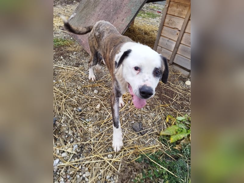 Big Buci, ein friedfertiger, gechillter großer Hund auf der Suche nach passendem Körbchen !