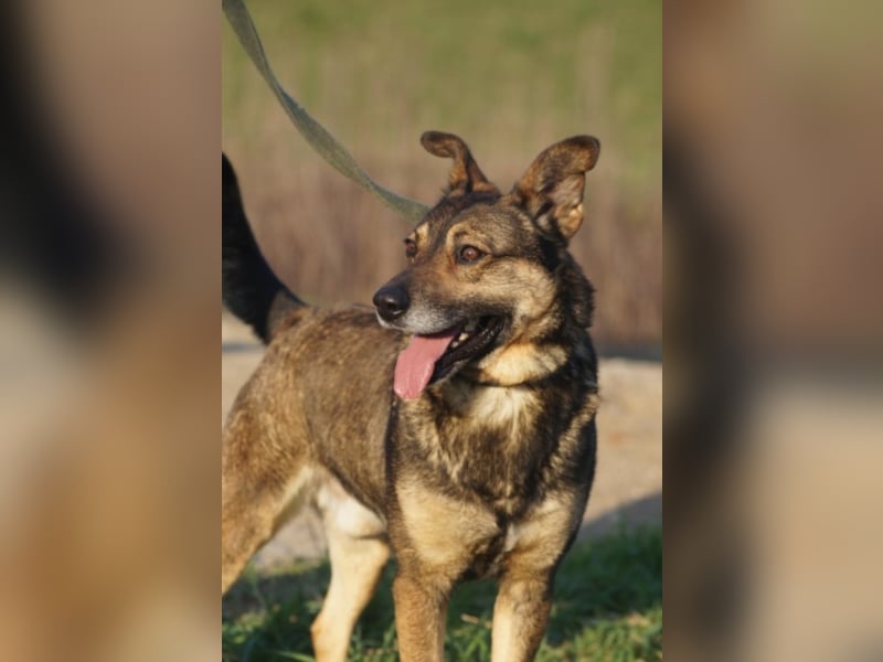 Netter Fundhund Palóc, auf einer Pflegestelle in Deutchland ,möchte eine Familie finden