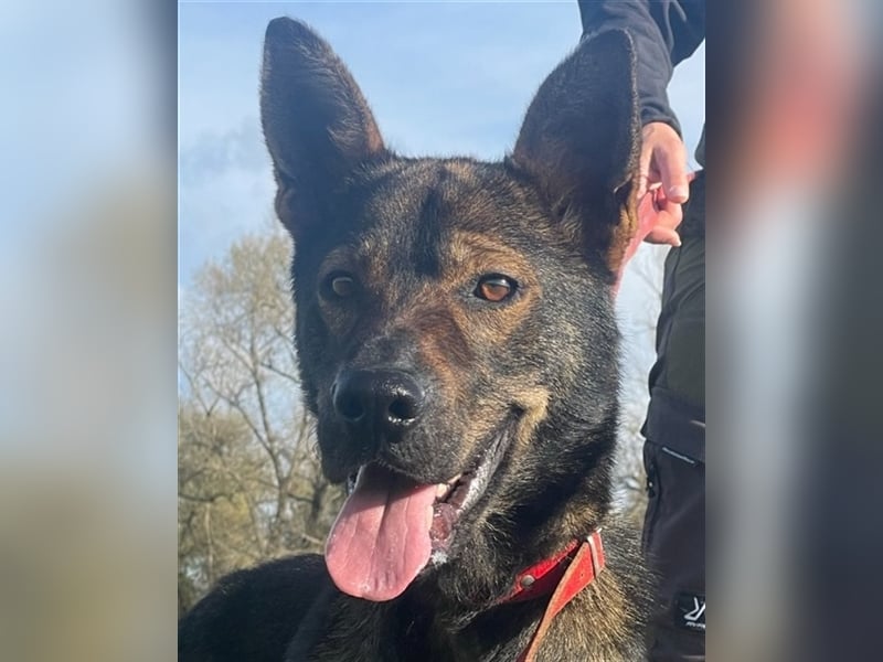 Wunderschöner Borda, ein liebenswürdiger menschenbezogener Hund !