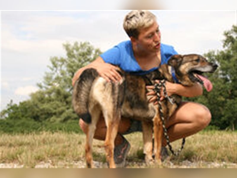 Netter Fundhund Palóc, auf einer Pflegestelle in Deutchland ,möchte eine Familie finden