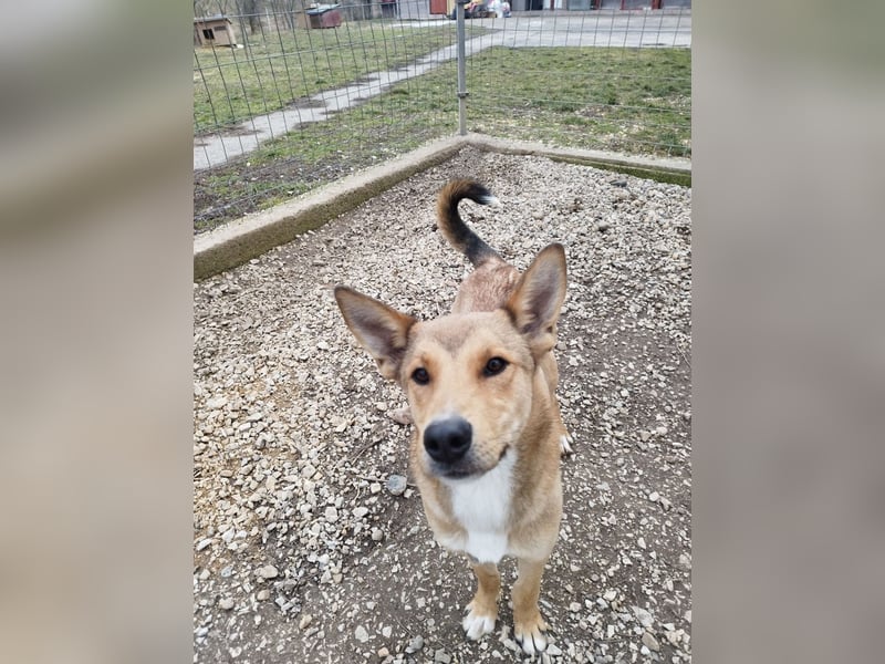 Füles ein ganz bezaubernder kluger und fröhlicher Hundejunge !