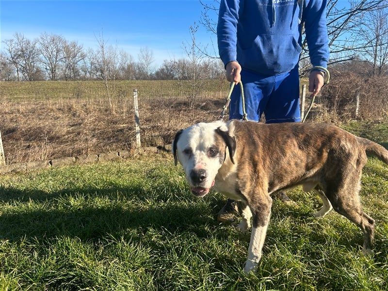 Big Buci, ein friedfertiger, gechillter großer Hund auf der Suche nach passendem Körbchen !