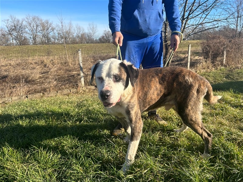 Big Buci, ein friedfertiger, gechillter großer Hund auf der Suche nach passendem Körbchen !