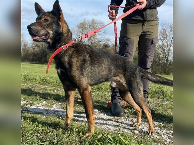 Wunderschöner Borda, ein liebenswürdiger menschenbezogener Hund !