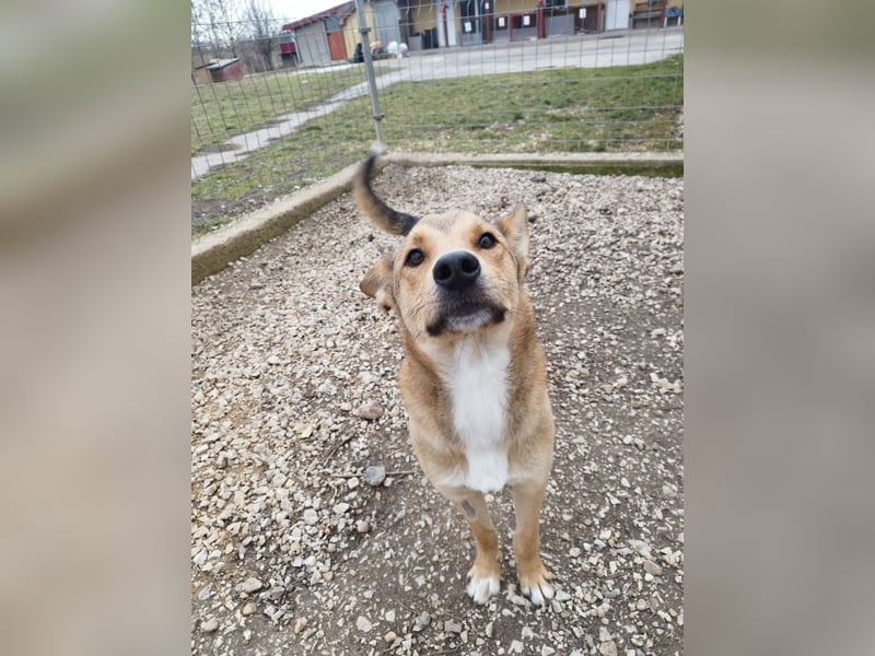Füles ein ganz bezaubernder kluger und fröhlicher Hundejunge !