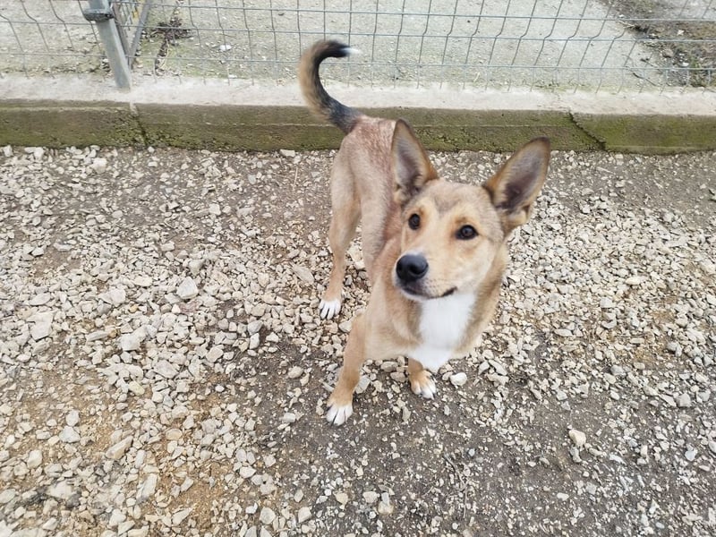 Füles ein ganz bezaubernder kluger und fröhlicher Hundejunge !