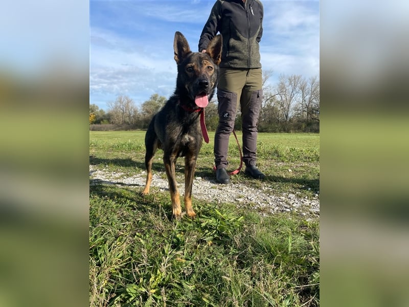 Wunderschöner Borda, ein liebenswürdiger menschenbezogener Hund !