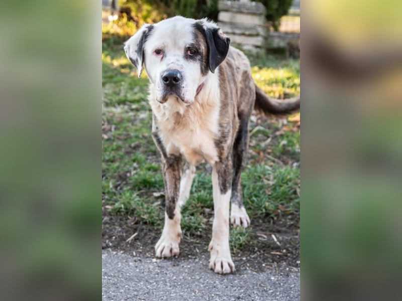 Big Buci, ein friedfertiger, gechillter großer Hund auf der Suche nach passendem Körbchen !