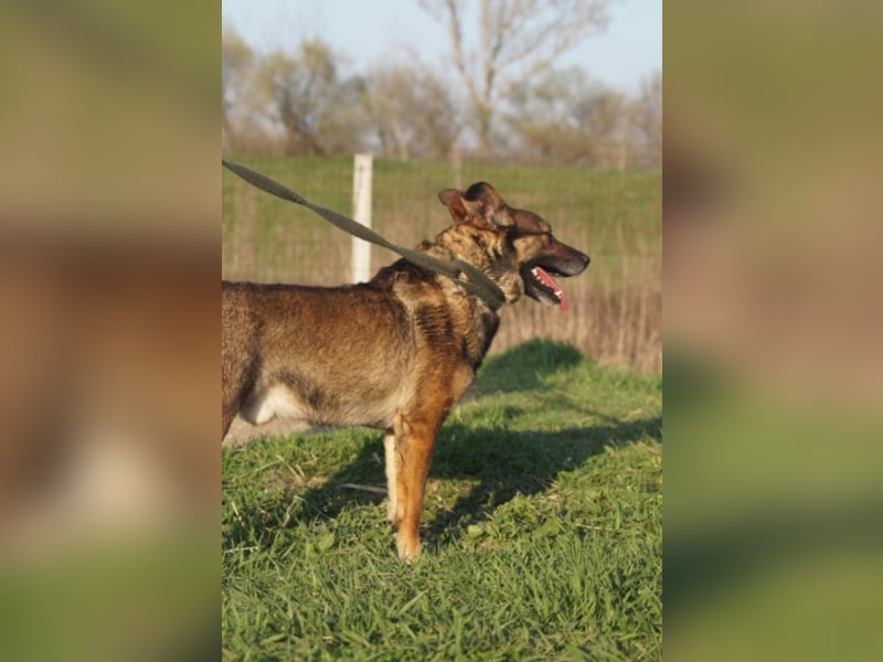 Netter Fundhund Palóc, auf einer Pflegestelle in Deutchland ,möchte eine Familie finden