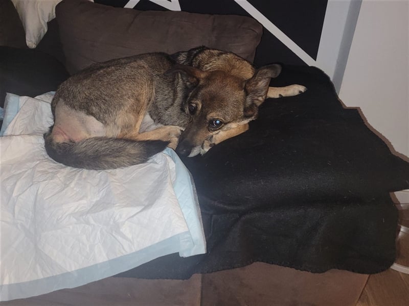 Netter Fundhund Palóc, auf einer Pflegestelle in Deutchland ,möchte eine Familie finden