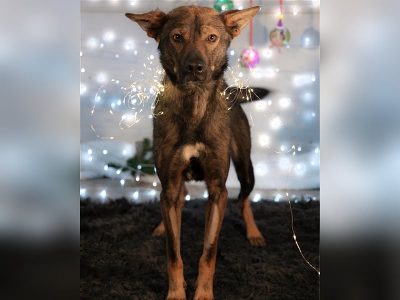 Wunderschöner Borda, ein liebenswürdiger menschenbezogener Hund !