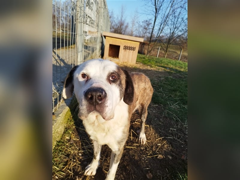 Big Buci, ein friedfertiger, gechillter großer Hund auf der Suche nach passendem Körbchen !