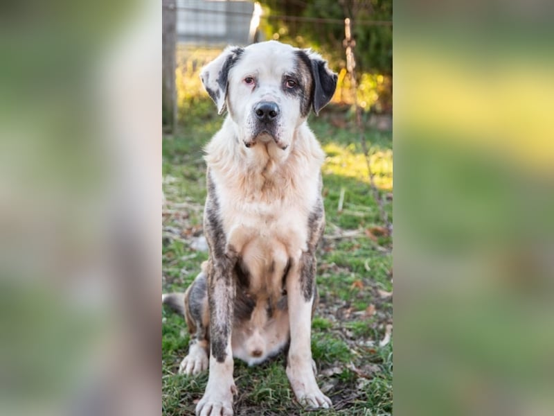 Big Buci, ein friedfertiger, gechillter großer Hund auf der Suche nach passendem Körbchen !
