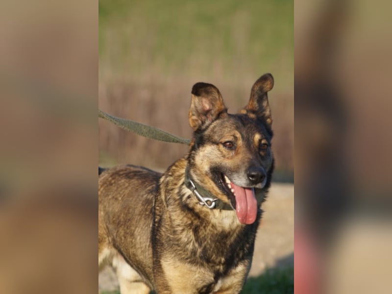 Netter Fundhund Palóc, auf einer Pflegestelle in Deutchland ,möchte eine Familie finden