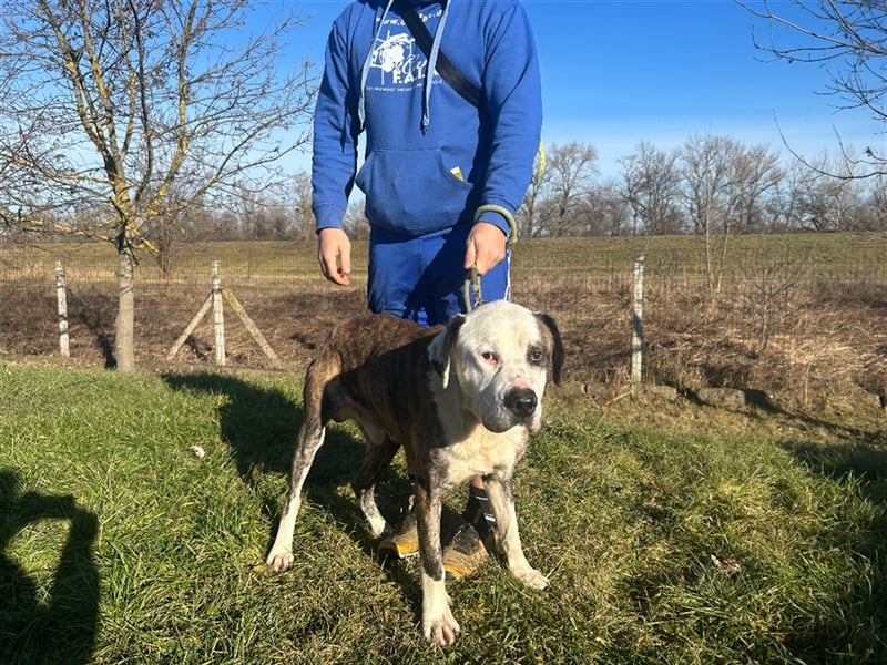 Big Buci, ein friedfertiger, gechillter großer Hund auf der Suche nach passendem Körbchen !