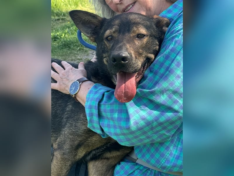 Wunderschöner Borda, ein liebenswürdiger menschenbezogener Hund !