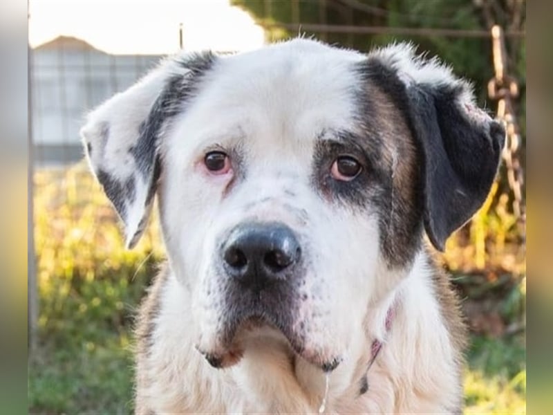 Big Buci, ein friedfertiger, gechillter großer Hund auf der Suche nach passendem Körbchen !