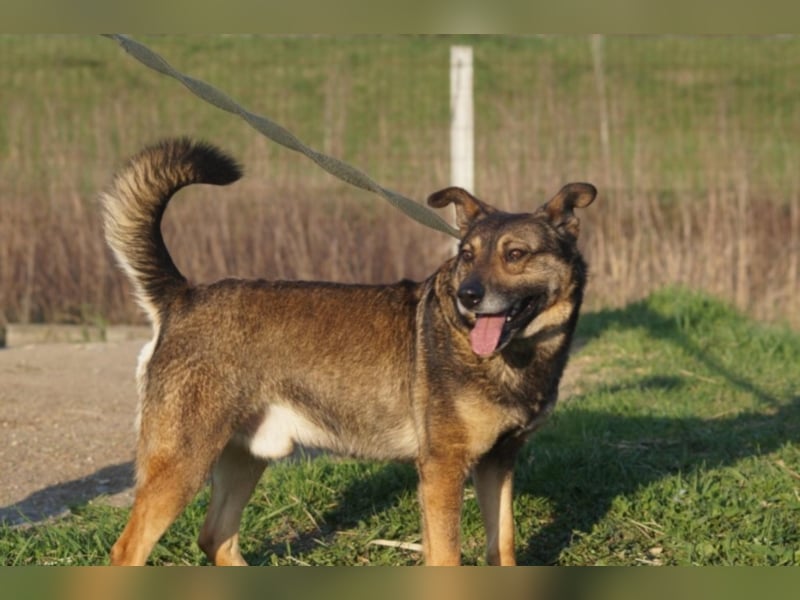 Netter Fundhund Palóc, auf einer Pflegestelle in Deutchland ,möchte eine Familie finden