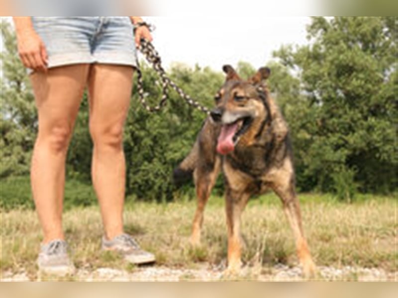 Netter Fundhund Palóc, auf einer Pflegestelle in Deutchland ,möchte eine Familie finden