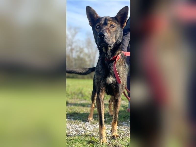 Wunderschöner Borda, ein liebenswürdiger menschenbezogener Hund !