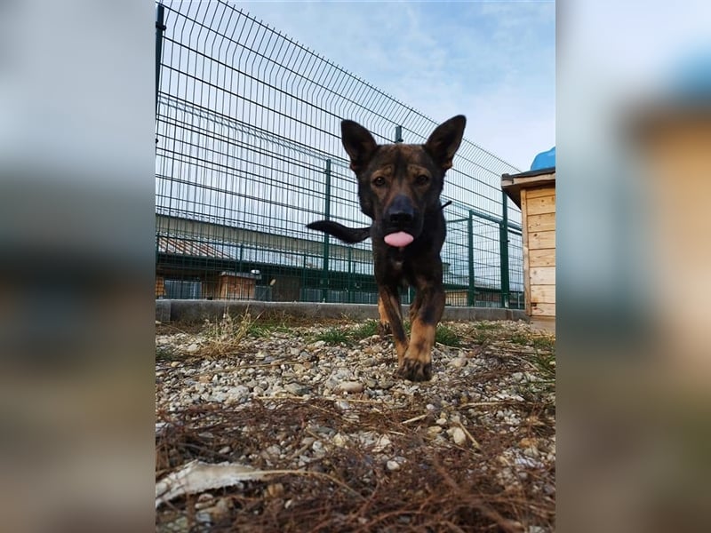 Wunderschöner Borda, ein liebenswürdiger menschenbezogener Hund !