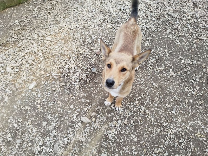 Füles ein ganz bezaubernder kluger und fröhlicher Hundejunge !