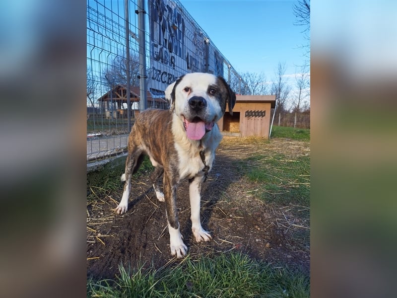 Big Buci, ein friedfertiger, gechillter großer Hund auf der Suche nach passendem Körbchen !