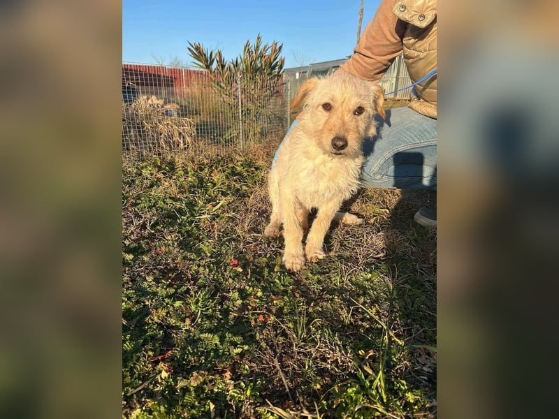Berci, 1 Jahr, 35cm, wartet auf sein Glück