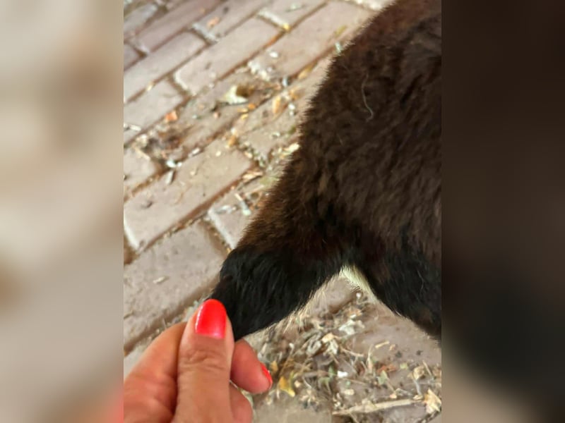 Frici, geboren 20.04.2021, 32cm sucht seine Familie
