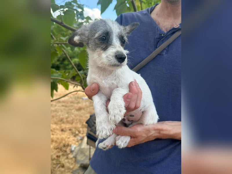 Luke, geboren 30.03.2025, 20cm sucht seine Chance