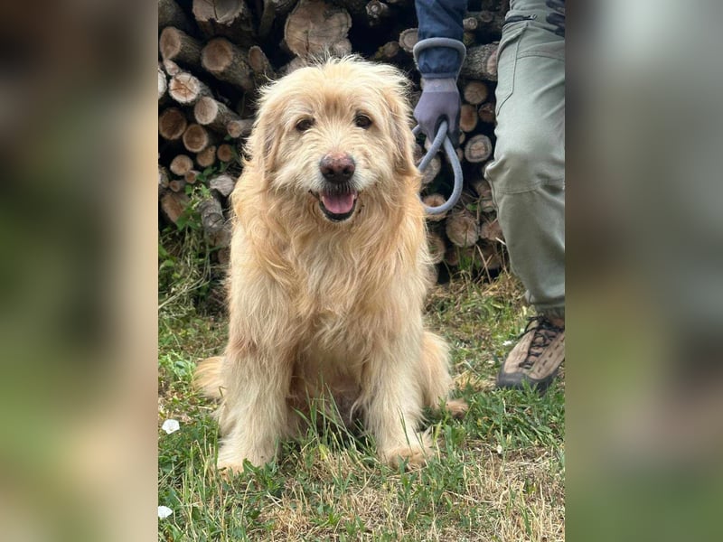 Buddy, geboren 01.04.2024, 50cm sucht seine Menschen