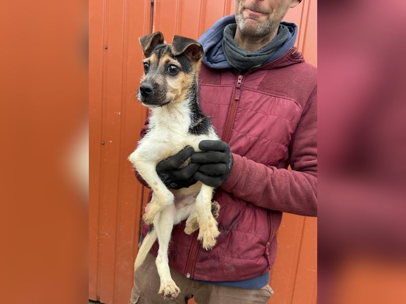 Zümi, geboren 10.12.2024, 29cm sucht ihre Menschen
