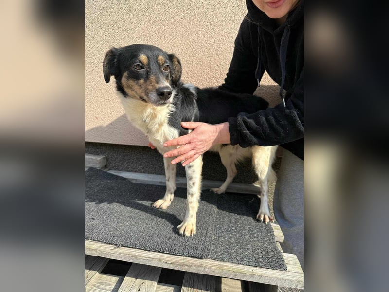 Milo, geboren 21.05.2023, 43cm sucht sein Zuhause
