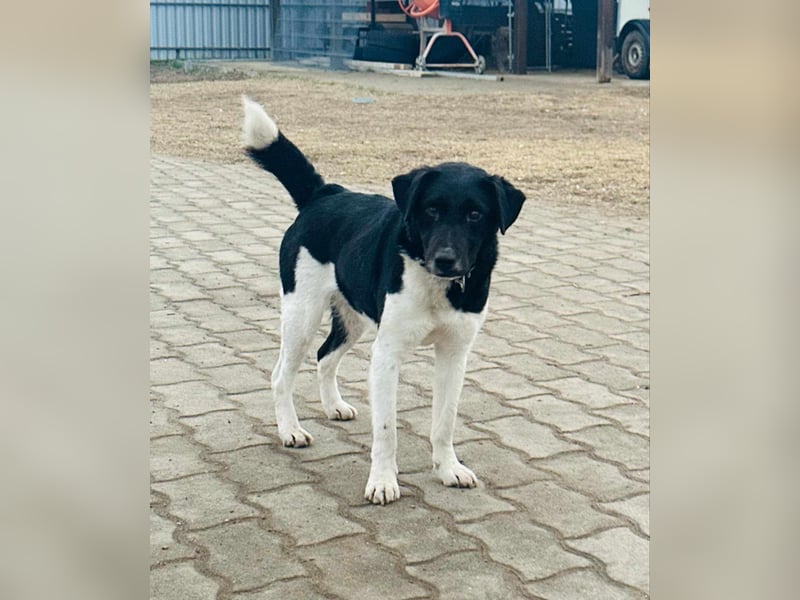 Domino, 1,5 Jahre, 38cm, wünscht sich ein eigenes Körbchen