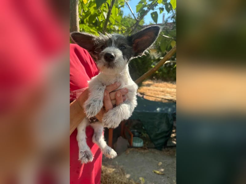 Lobo, geboren 30.03.2025, 23cm sucht seine Menschen