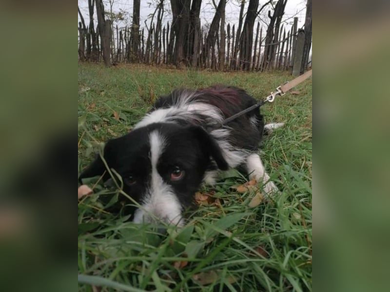 Cody, geb.06.02.2022, 47 cm, wünscht sich ein aktives Hundeleben