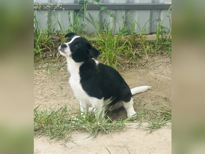 Bolyhos, 3 Monate, 18cm sucht sein Zuhause