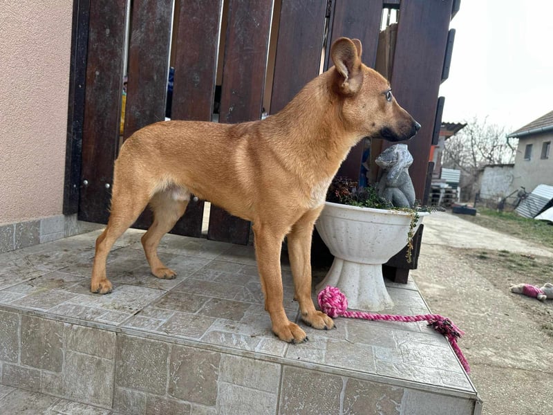 Kubu, geb. 01.06.2024, 40 cm, sucht ein Für-Immer-Zuhause
