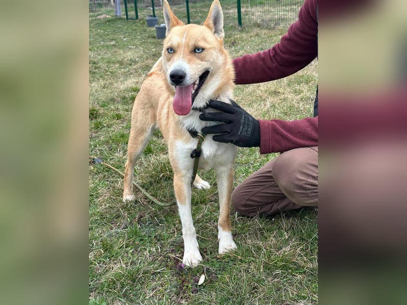 Nico, geboren 01.05.2023, 54cm sucht aktive Menschen