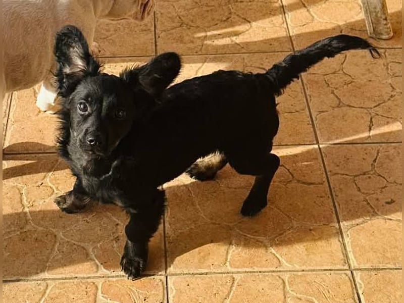 Joker, 9 Monate, 28cm sucht sein Glück