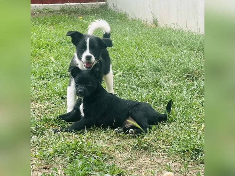 Bolyhos, 3 Monate, 18cm sucht sein Zuhause