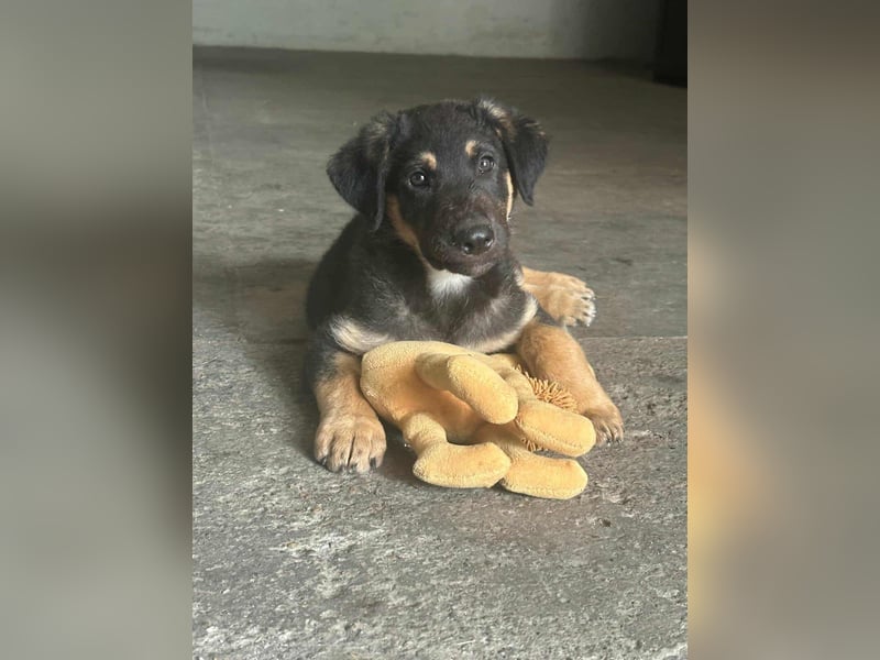 Henry, geboren 01.06.2025, 39cm sucht sein Zuhause