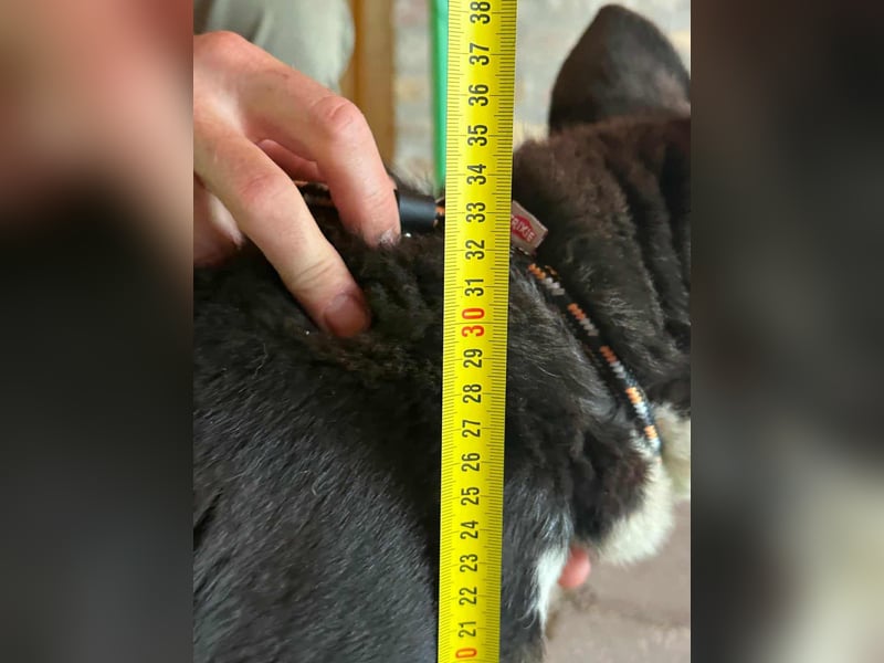 Frici, geboren 20.04.2021, 32cm sucht seine Familie