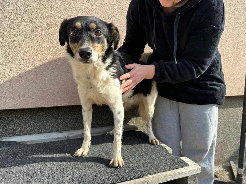 Milo, geboren 21.05.2023, 43cm sucht sein Zuhause
