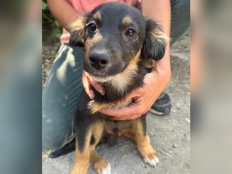 Bruno, geboren 03.2025, 36cm sucht seine Chance